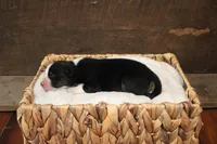 Tilly , a female Australian Shepherd for sale in Reynoldsville, PA – Photo 5 of 9