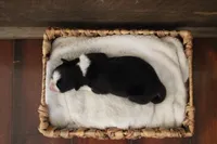 Tilly , a female Australian Shepherd for sale in Reynoldsville, PA – Photo 3 of 9