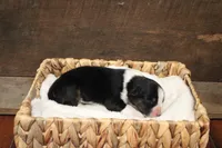 Tilly , a female Australian Shepherd for sale in Reynoldsville, PA – Photo 6 of 9