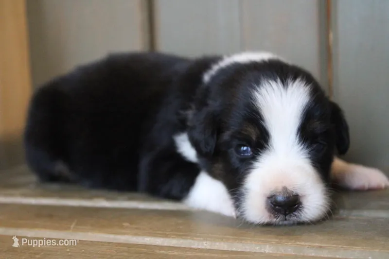Tilly  – Australian Shepherd puppy for sale in Reynoldsville, PA