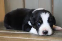 Tilly , a female Australian Shepherd for sale in Reynoldsville, PA – Photo 1 of 9