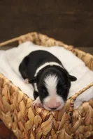 Tilly , a female Australian Shepherd for sale in Reynoldsville, PA – Photo 4 of 9