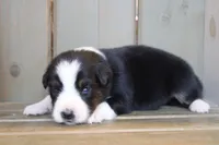 Tilly , a female Australian Shepherd for sale in Reynoldsville, PA – Photo 2 of 9