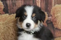 Dawn , a female Australian Shepherd for sale in Reynoldsville, PA – 6 of 9