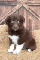Bear , a male Australian Shepherd for sale in Reynoldsville, PA – 5 of 10