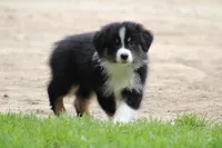 Shiloh , a female Australian Shepherd for sale in Reynoldsville, PA – 2 of 9