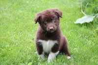 Bear , a male Australian Shepherd for sale in Reynoldsville, PA – 2 of 10