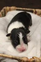 Onyx, a male Australian Shepherd for sale in Reynoldsville, PA – Photo 4 of 8