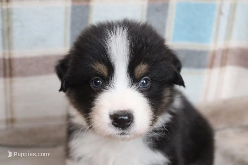 Onyx – Australian Shepherd puppy for sale in Reynoldsville, PA