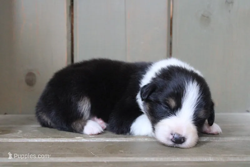 Onyx – Australian Shepherd puppy for sale in Reynoldsville, PA