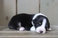 Onyx, a male Australian Shepherd for sale in Reynoldsville, PA – Photo 1 of 8