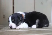 Onyx, a male Australian Shepherd for sale in Reynoldsville, PA – Photo 3 of 8