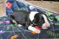 Onyx, a male Australian Shepherd for sale in Reynoldsville, PA – Photo 6 of 8