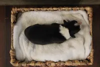 Onyx, a male Australian Shepherd for sale in Reynoldsville, PA – Photo 5 of 8