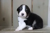 Onyx, a male Australian Shepherd for sale in Reynoldsville, PA – Photo 2 of 8