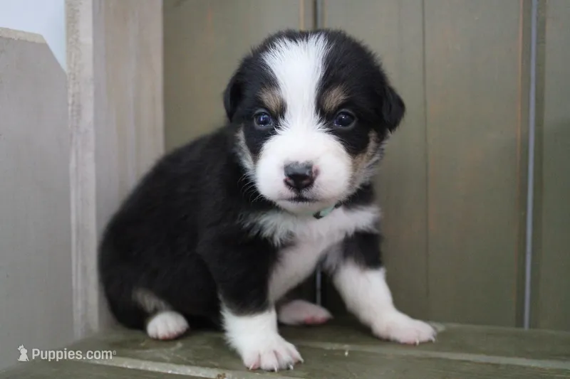 Onyx – Australian Shepherd puppy for sale in Reynoldsville, PA