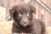Bear , a male Australian Shepherd for sale in Reynoldsville, PA – 6 of 10