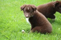 Fern , a female Australian Shepherd for sale in Reynoldsville, PA – 2 of 8
