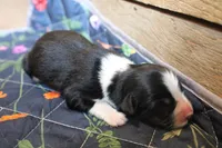Tilly , a female Australian Shepherd for sale in Reynoldsville, PA – Photo 7 of 9