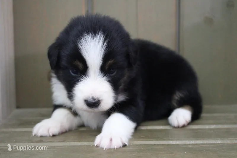 Tilly  – Australian Shepherd puppy for sale in Reynoldsville, PA