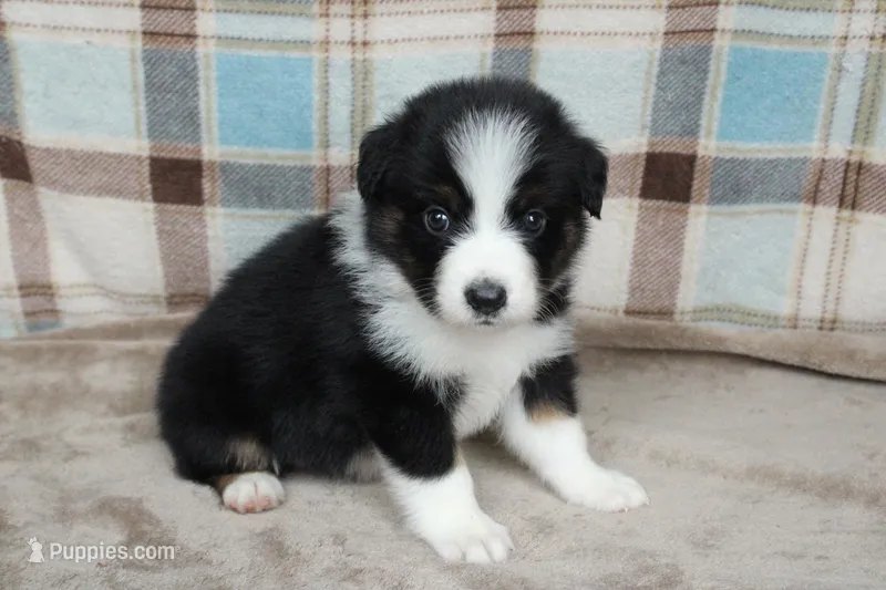 Tilly  – Australian Shepherd puppy for sale in Reynoldsville, PA