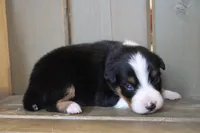 Hazelnut, a female Australian Shepherd for sale in Reynoldsville, PA – Photo 2 of 7