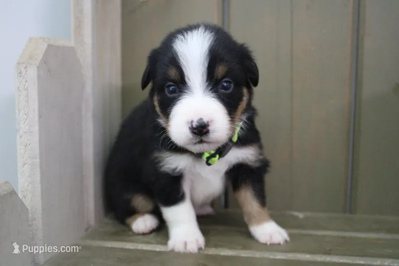 Hazelnut – Australian Shepherd puppy for sale in Reynoldsville, PA