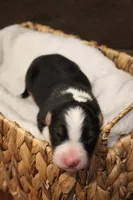 Hazelnut, a female Australian Shepherd for sale in Reynoldsville, PA – Photo 4 of 7
