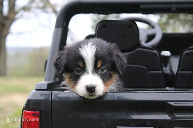 Hazelnut – Australian Shepherd puppy for sale in Reynoldsville, PA