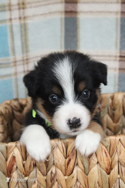 Hazelnut – Australian Shepherd puppy for sale in Reynoldsville, PA