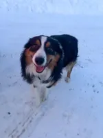 Hazelnut, a female Australian Shepherd for sale in Reynoldsville, PA – Photo 7 of 7