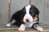 Hazelnut, a female Australian Shepherd for sale in Reynoldsville, PA – Photo 1 of 7