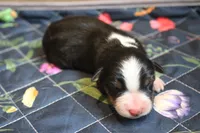 Hazelnut, a female Australian Shepherd for sale in Reynoldsville, PA – Photo 5 of 7