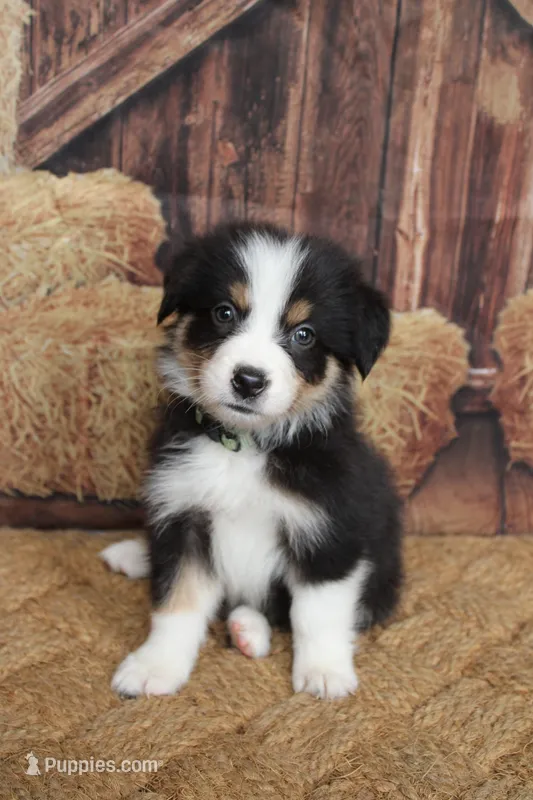 Dawn  – Australian Shepherd puppy for sale in Reynoldsville, PA