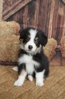 Dawn , a female Australian Shepherd for sale in Reynoldsville, PA – 3 of 9