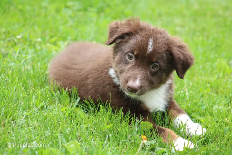 Fern  – Australian Shepherd puppy for sale in Reynoldsville, PA