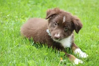 Fern , a female Australian Shepherd for sale in Reynoldsville, PA – 1 of 8