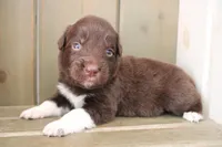 Bear , a male Australian Shepherd for sale in Reynoldsville, PA – Photo 2 of 9