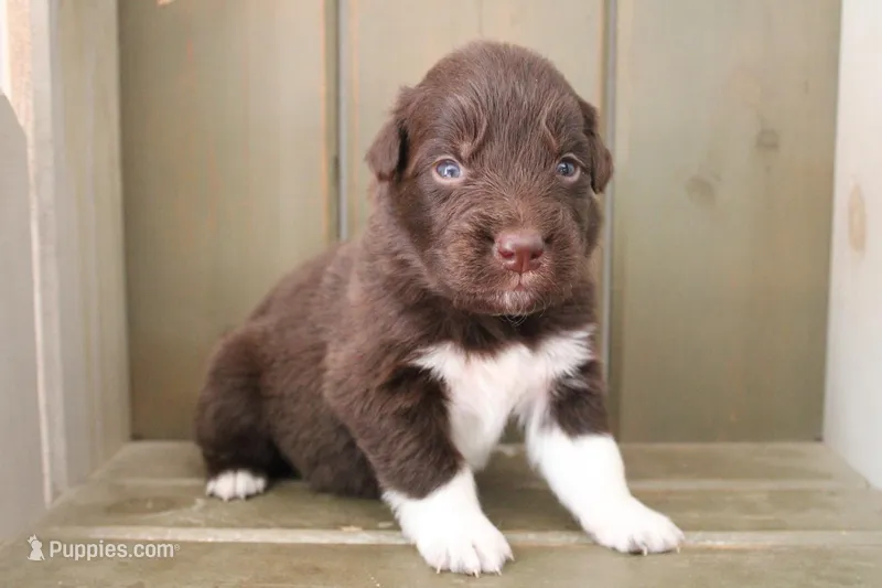 Bear  – Australian Shepherd puppy for sale in Reynoldsville, PA