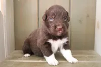 Bear , a male Australian Shepherd for sale in Reynoldsville, PA – Photo 1 of 9