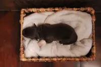 Bear , a male Australian Shepherd for sale in Reynoldsville, PA – Photo 5 of 9