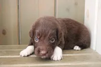 Bear , a male Australian Shepherd for sale in Reynoldsville, PA – Photo 3 of 9