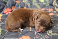 Bear , a male Australian Shepherd for sale in Reynoldsville, PA – Photo 7 of 9