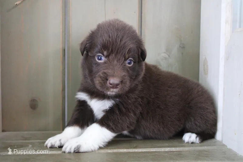 Bear  – Australian Shepherd puppy for sale in Reynoldsville, PA