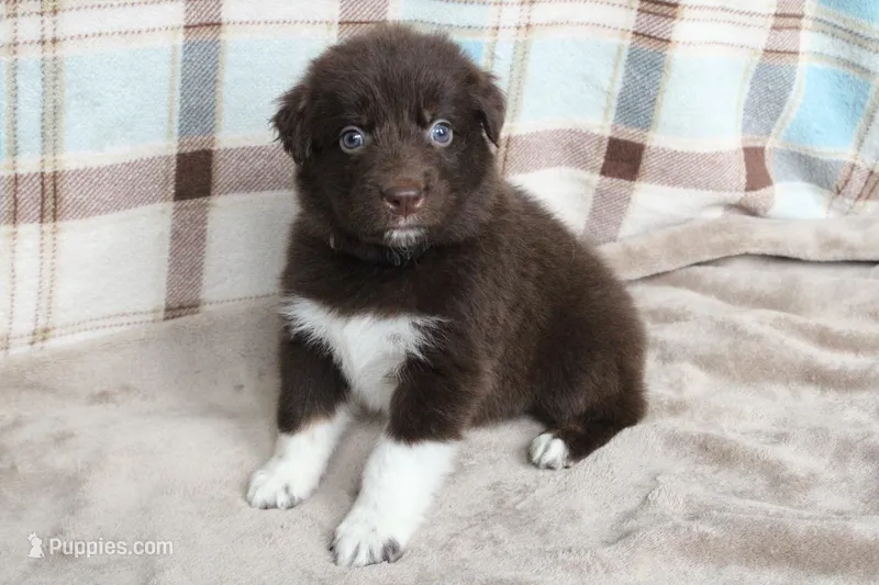 Bear  – Australian Shepherd puppy for sale in Reynoldsville, PA
