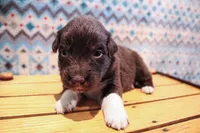 Bear , a male Australian Shepherd for sale in Reynoldsville, PA – Photo 4 of 9