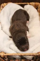 Bear , a male Australian Shepherd for sale in Reynoldsville, PA – Photo 6 of 9