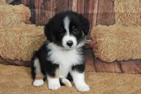 Shiloh , a female Australian Shepherd for sale in Reynoldsville, PA – 3 of 9
