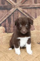 Bear , a male Australian Shepherd for sale in Reynoldsville, PA – 7 of 10