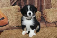 Shiloh , a female Australian Shepherd for sale in Reynoldsville, PA – 5 of 9